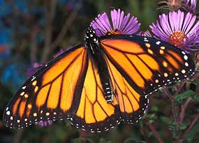 Jardin des monarques