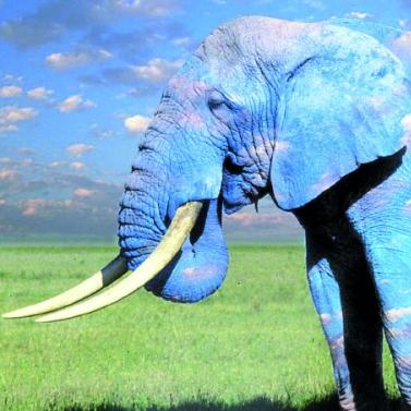 Jazzotopes Rescue Elephants Show