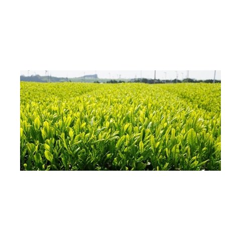 L'heure de Cha Japonais / Japanese Cha Time