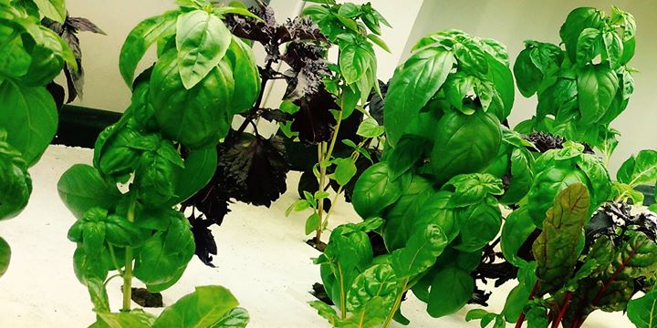 l'Hydroponie - le jardinage dans votre apartement