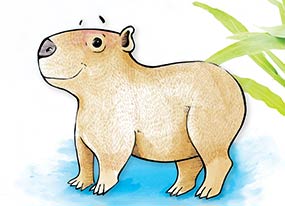 Le grand jour de Capy