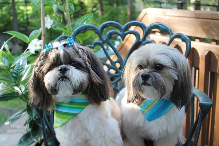 Le retour de Shih Tzu!