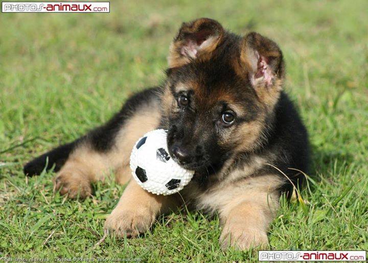 Les Chiens + Des Ébauches