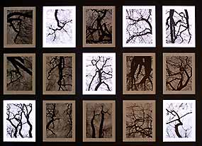 Les esprits de l'arbre