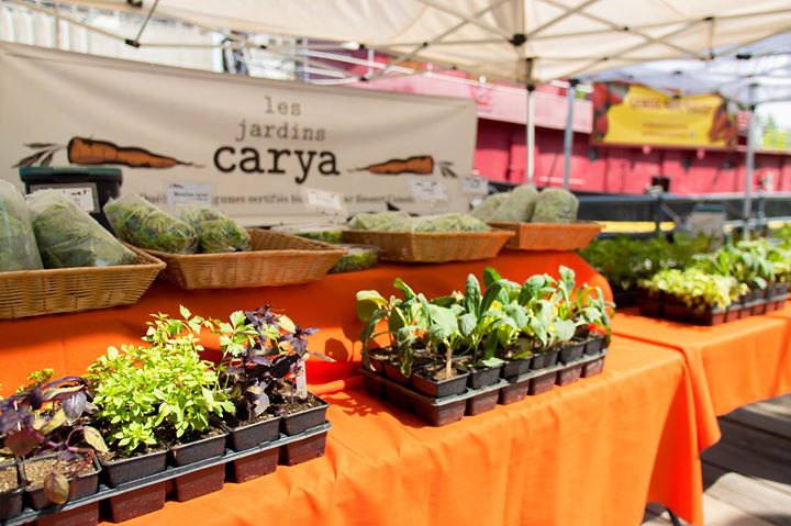 Marché Public Du Vieux Port - Les Jeudis