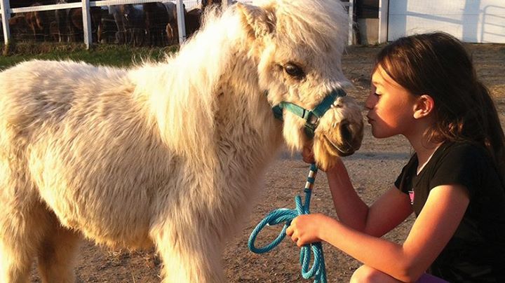 Mon mini cheval à Montréal
