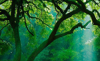 Montreal enlightenment seekers