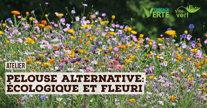Pelouse alternative : écologique et fleurie