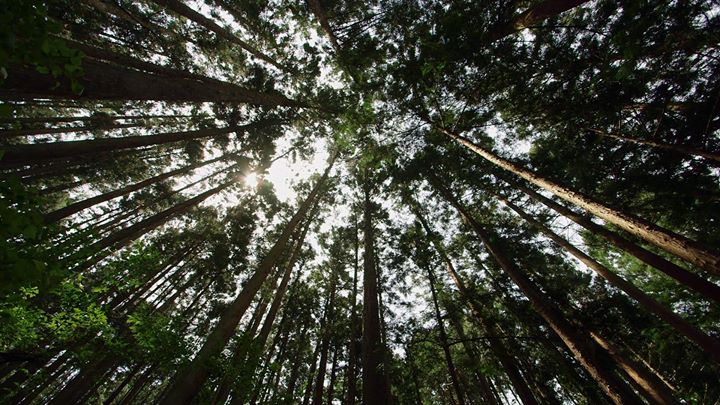 Phi X CCA: In Pursuit of Silence