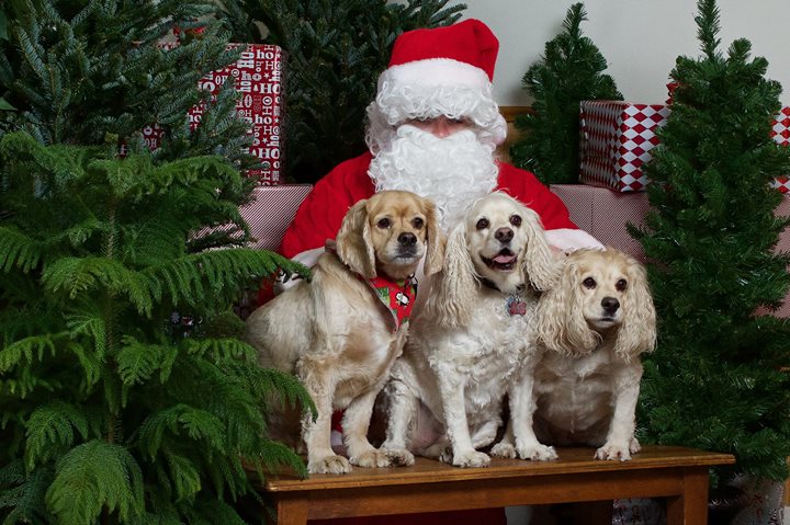 Photos de Noël des Poilus