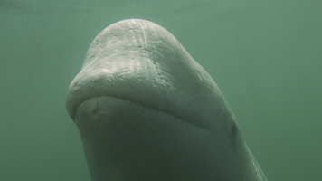 Pipelines, pouvoir et démocratie - L'ONF à la maison