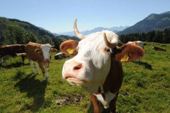 Pique-Nique 1 de l'été de Végane Montréal