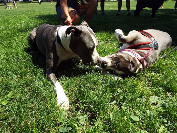 Présence citoyenne au conseil de Montréal d'octobre