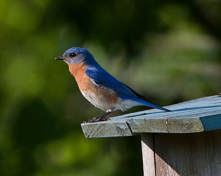 Randonnée ornithologique - Birdwatching Excursion