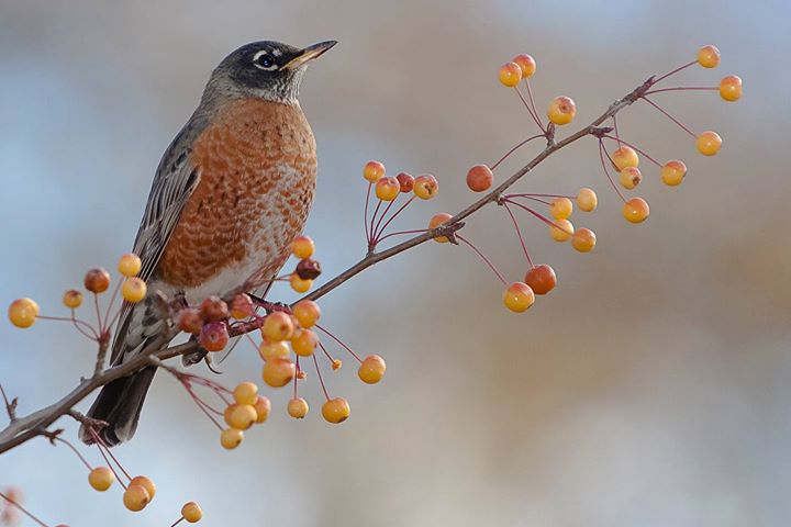 Randonnée photographique – La faune et flore du bois Summit, sommet Westmount