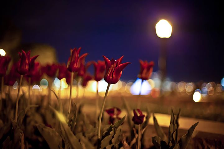 Randonnée photographique - La photo de nuit sur le mont Royal