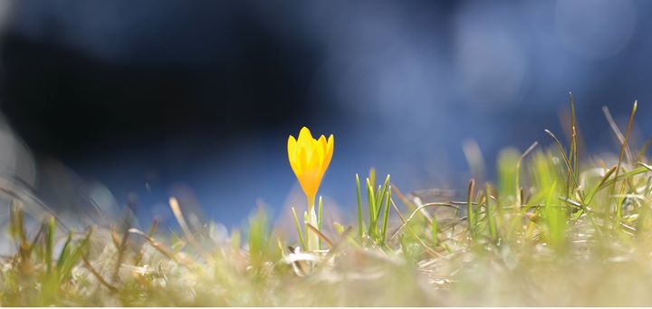 Randonnée photographique : nature printanière