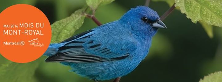 Randonnées ornithologiques les 14 et 20 mai / Birdwatching Excursions on May 14 and 20