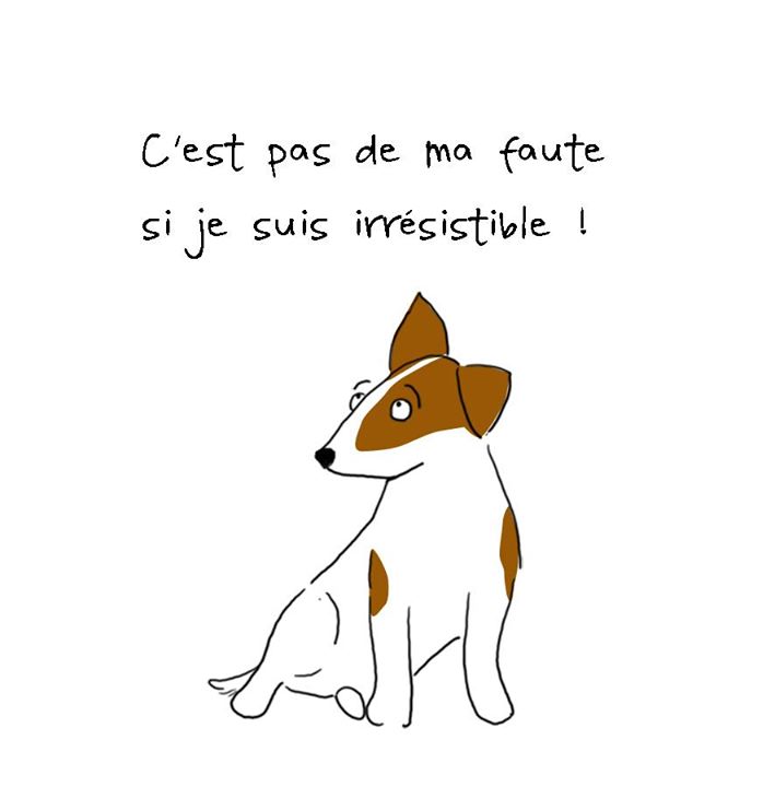 Rassemblement de chiens adoptés!