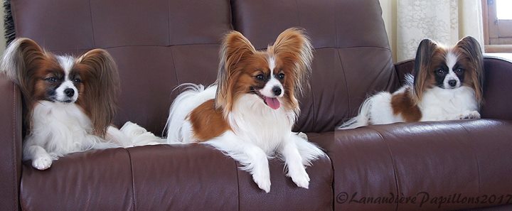 Rassemblement de Papillons