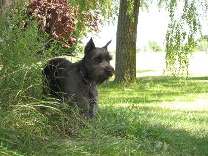 Rassemblement de Minis Schnauzers