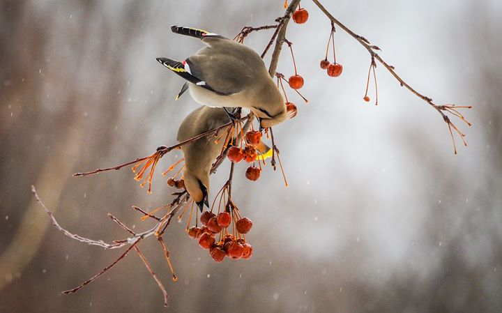 Recensement des oiseaux de Noël sur le mont Royal