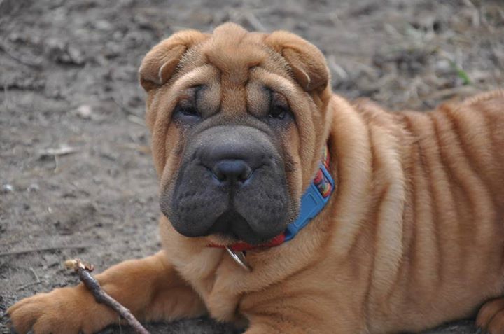 Rencontre amicale de Shar-Pei