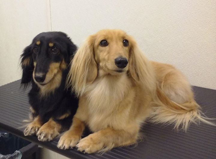 Rencontre amicale de Teckels