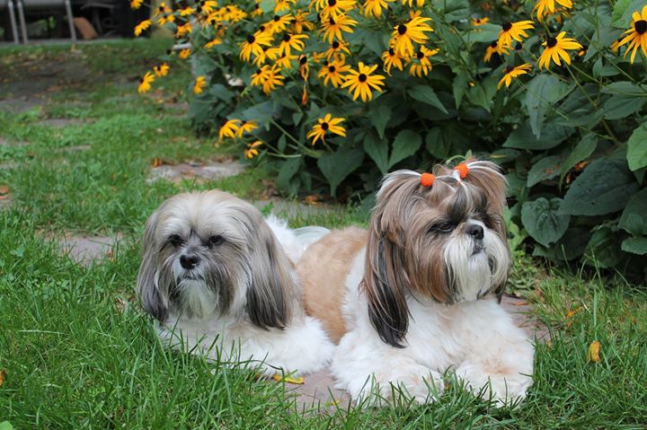 Rencontre Amicale Shih Tzu