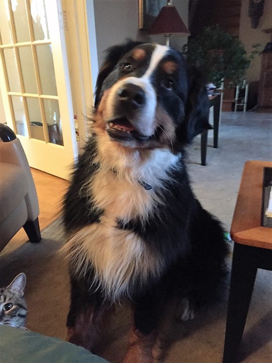 Rencontre de Bouviers Bernois