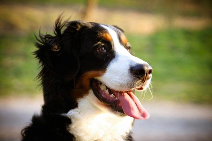 Rencontre de Bouviers Bernois