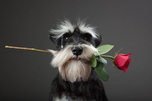 Rencontre Schnauzers-Québec