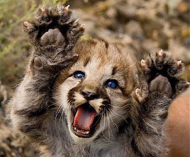 Salon des animaux exotiques de Montréal - 1ère Édition