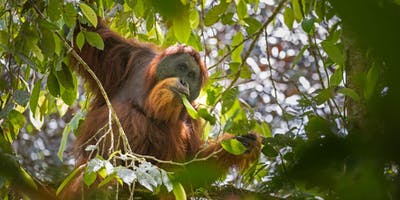 Save the Tapanuli orangutan - Montreal
