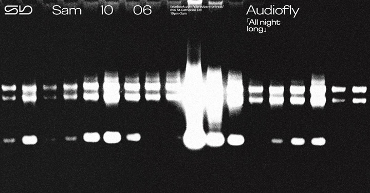 Sb : Audiofly (All Night Long)