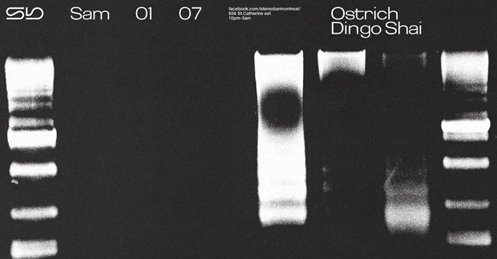 Sb : Ostrich - Dingo Shai