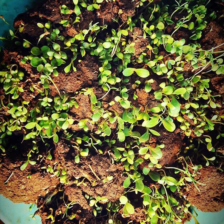 Seed Bomb Workshop! Atelier de bombes à semences!