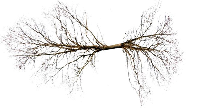 SÉRIE DE FONDATIONS - FOUNDATIONS SERIES: 8 semaines de pratique