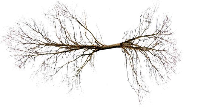 SÉRIES FONDATIONS: 6 weeks of rooted practice