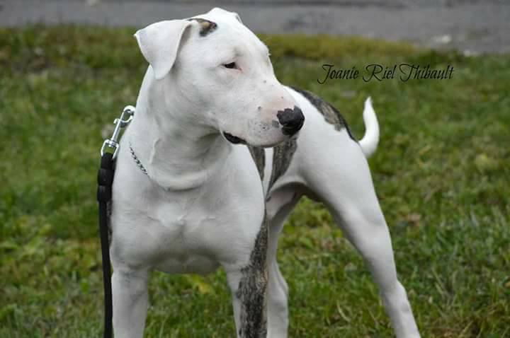 Shooting bénéfices Pit Bulls / Montréal