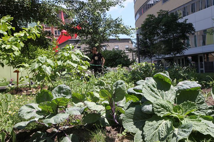 Soirée de conférences sur l'agriculture urbaine