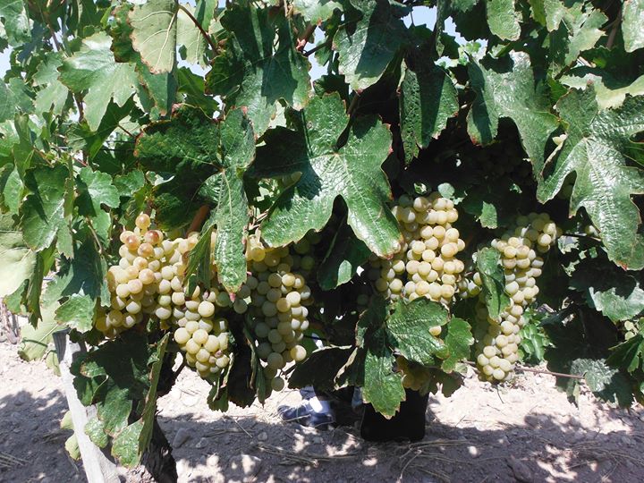 SOIRÉE VINS TURCS CHEZ VICTOIRE