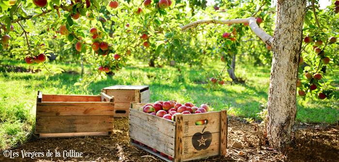 Sortie pomme - AÉÉSÉUM et AÉÉPUM