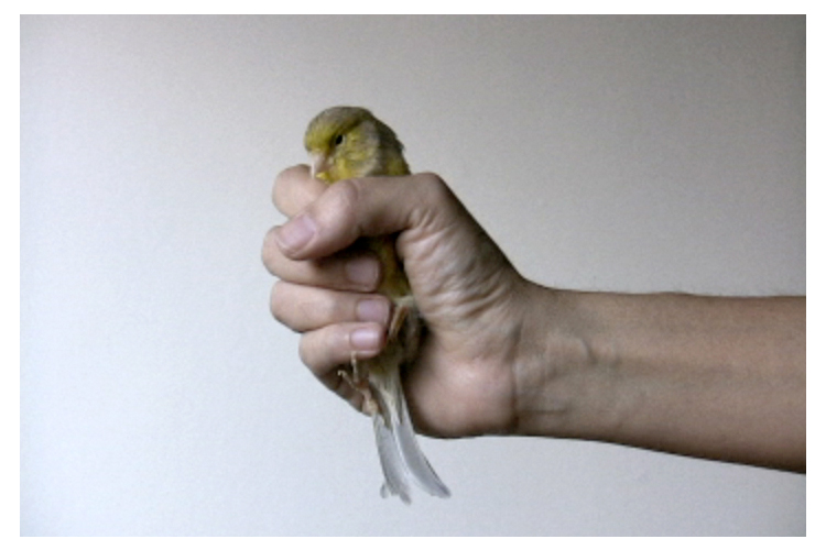 Spécial Vtape Special