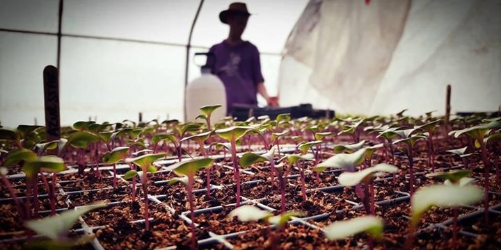 The Apartment Apothecary Workshop: How to Grow Your Own Herbal Remedies