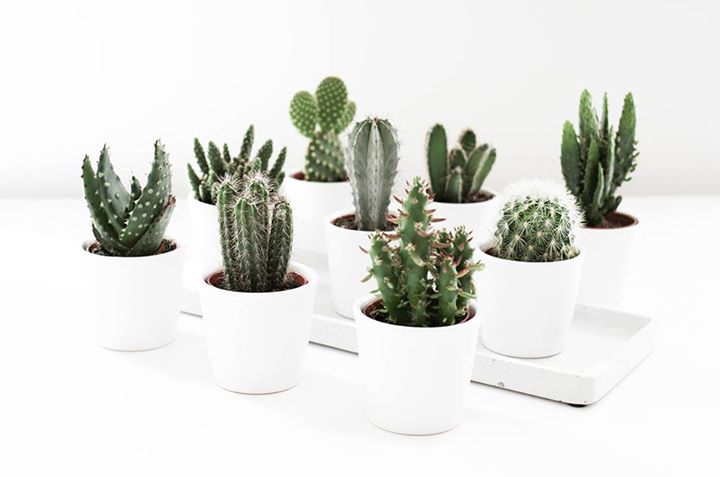 MEGA vente de cactus à 5$ du Cégep Vieux-Montréal