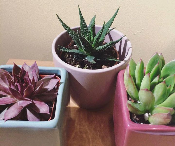 Vente de cactus et plantes grasses à l'UQÀM