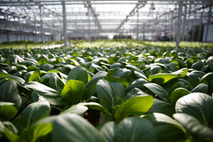 Fermes Lufa - Portes ouvertes du printemps