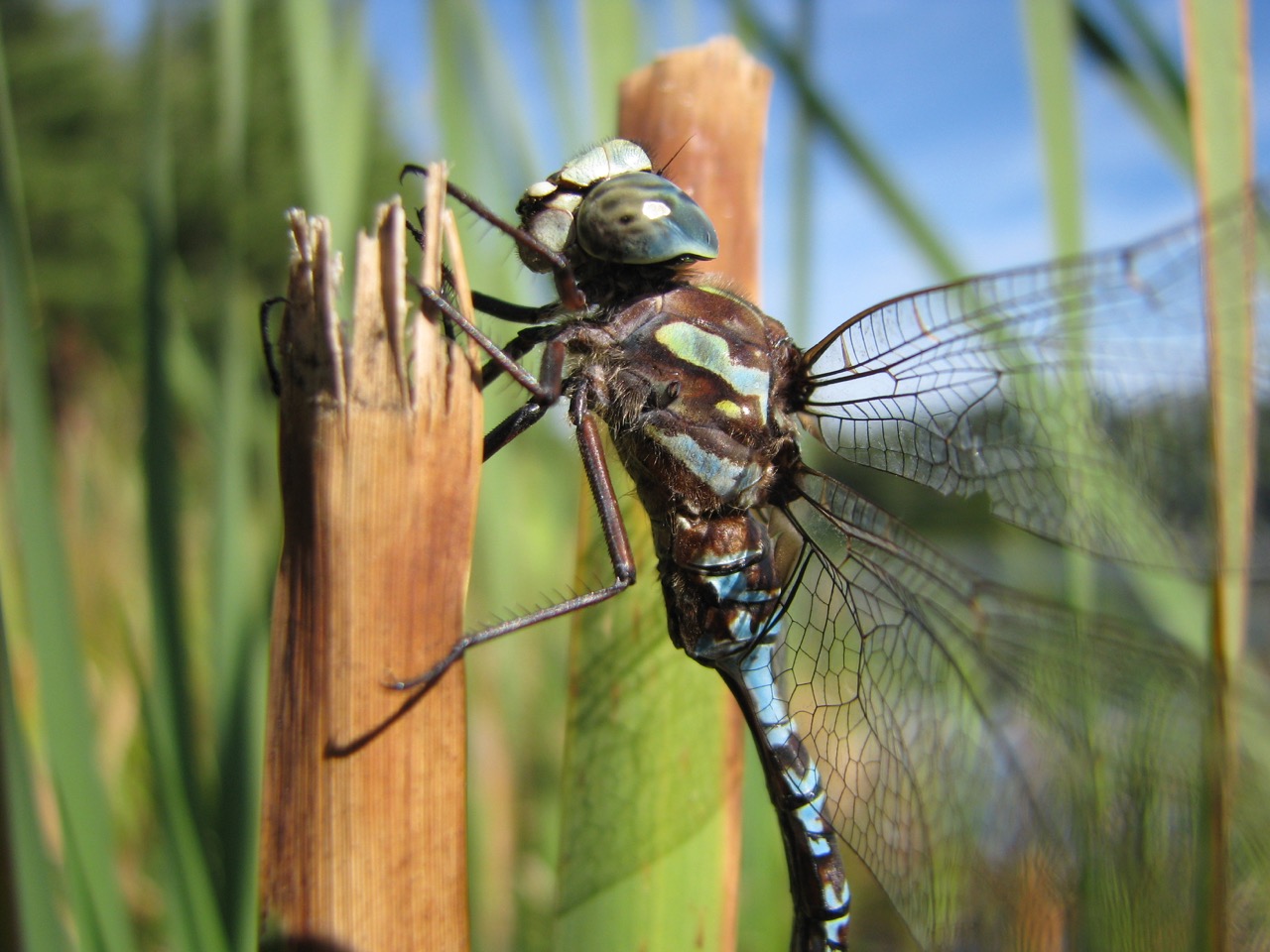 Les libellules au parc La Fontaine et le projet scientifique citoyen d’Atlas des Odonates
