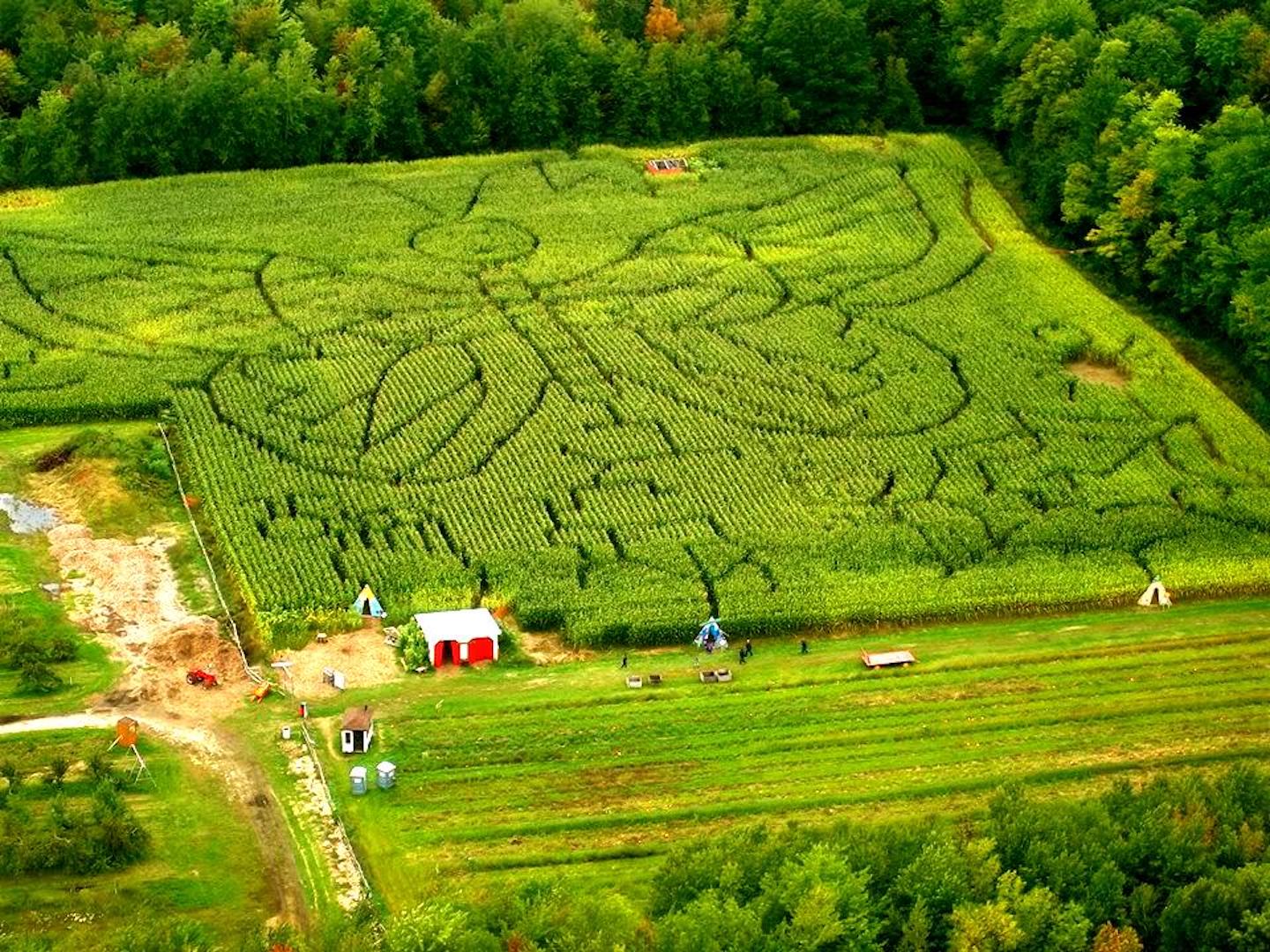 Labyrinthe de maïs au Verger Labonté